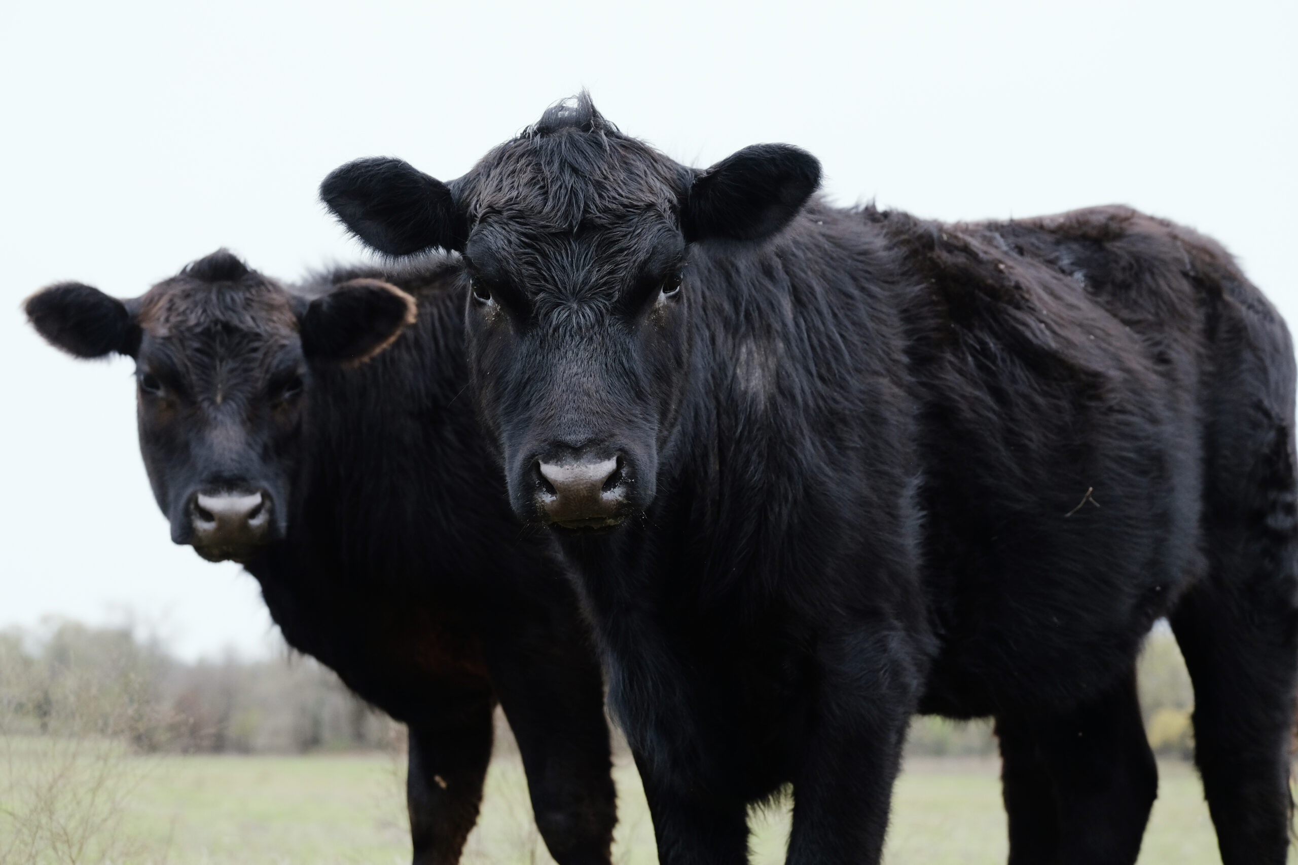Pair of young black Angus cows close up on beef farm looking at