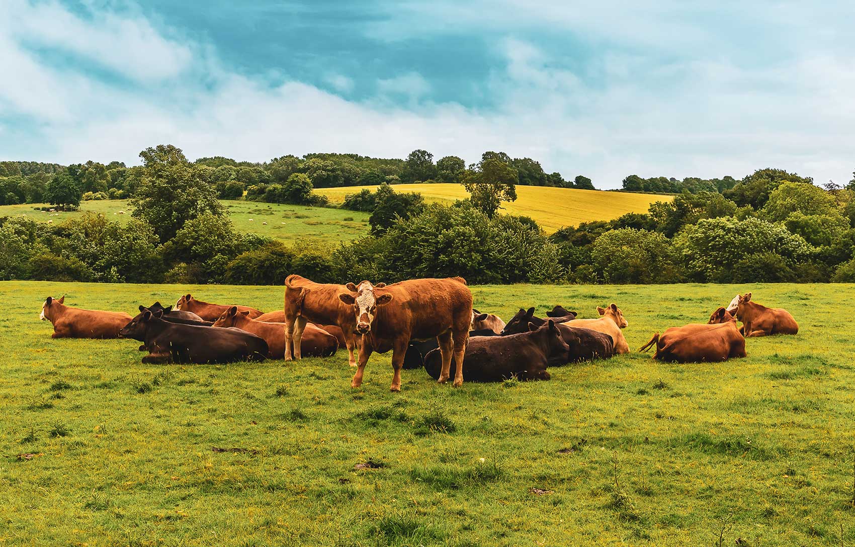 CC-Farm-Vets-cows-4