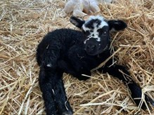 March Newsletter