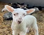 caths lamb