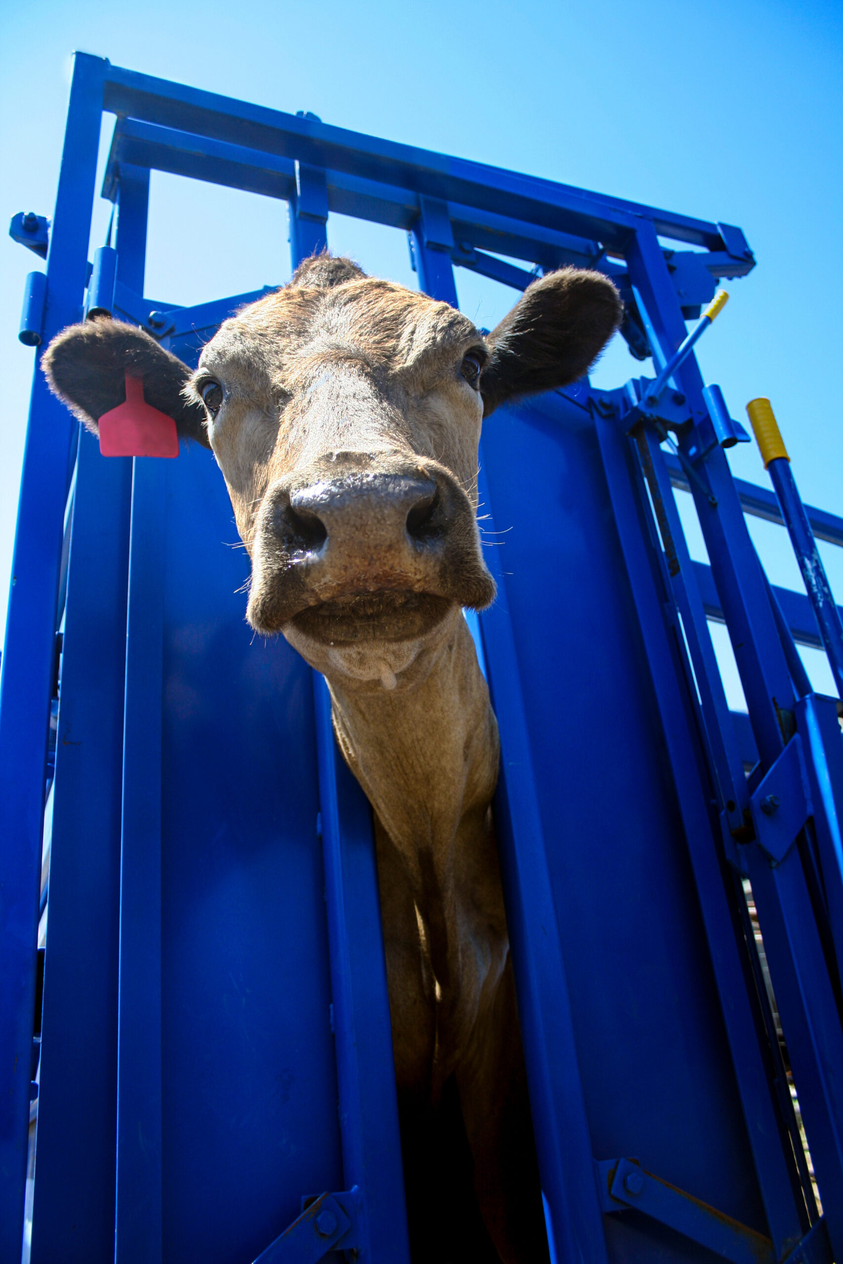 Cow in crush